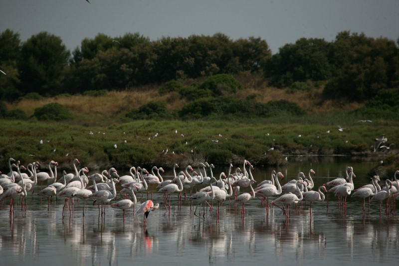 Descubre la belleza natural de la Albufera de Valencia